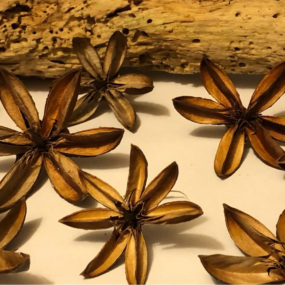 Decorative Dried Starflower Accents - Natural Brown